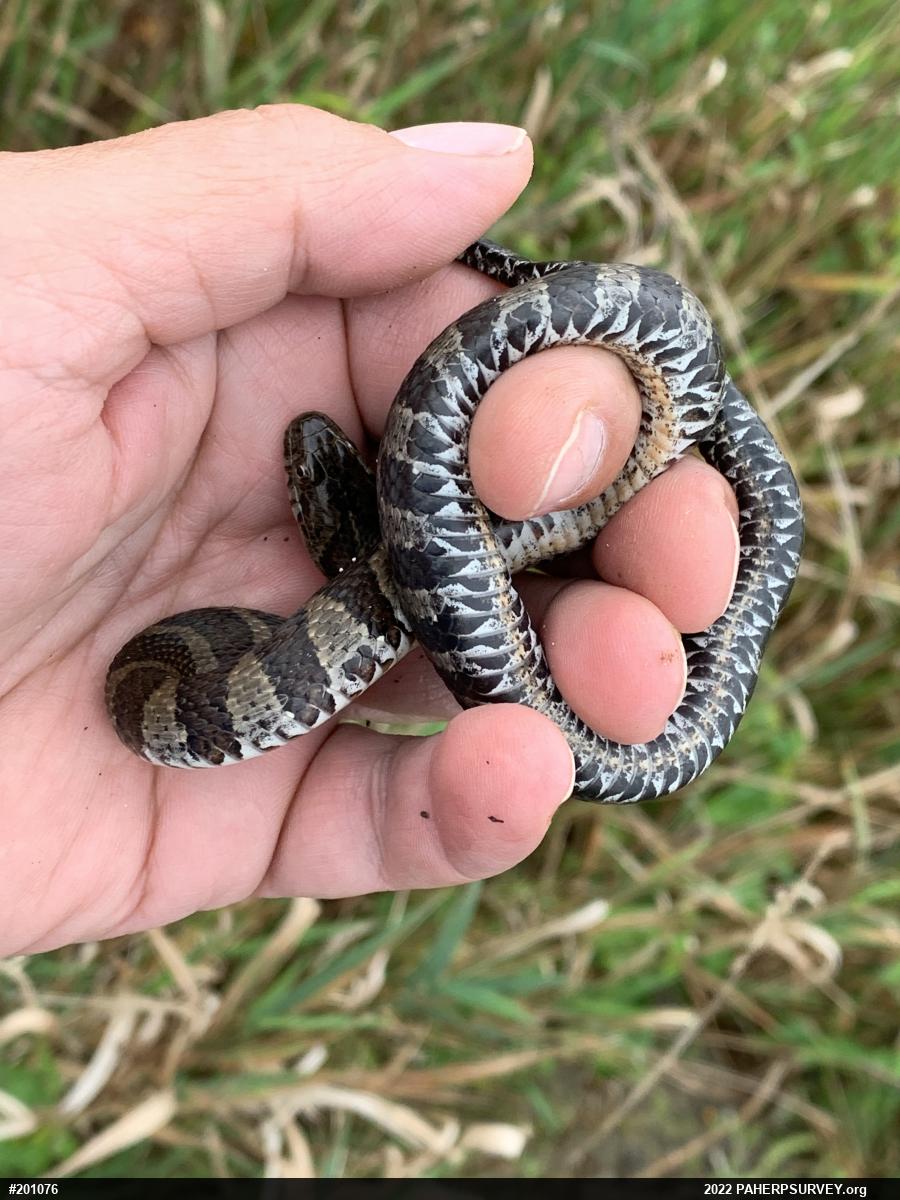 Northern Watersnake