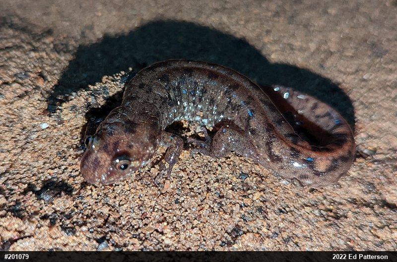 Seal Salamander