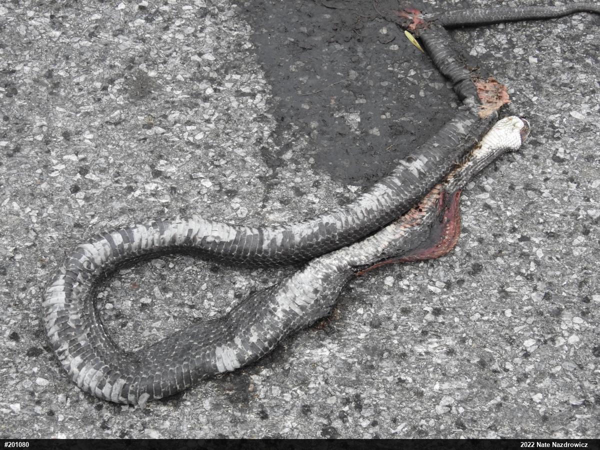 Eastern Ratsnake