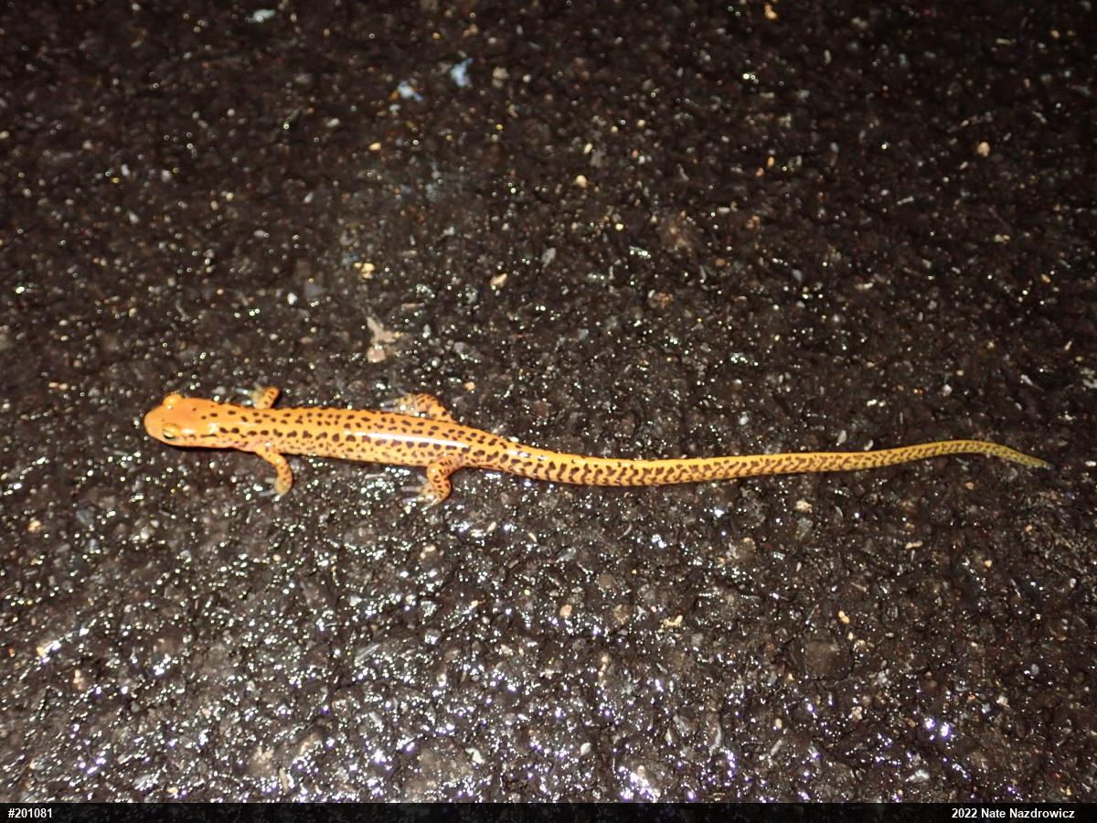 Eastern Long-tailed Salamander