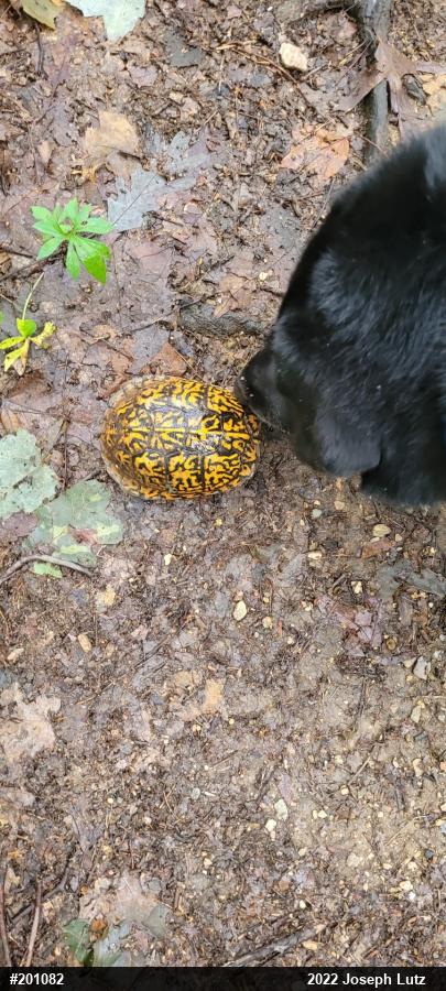 Eastern Box Turtle