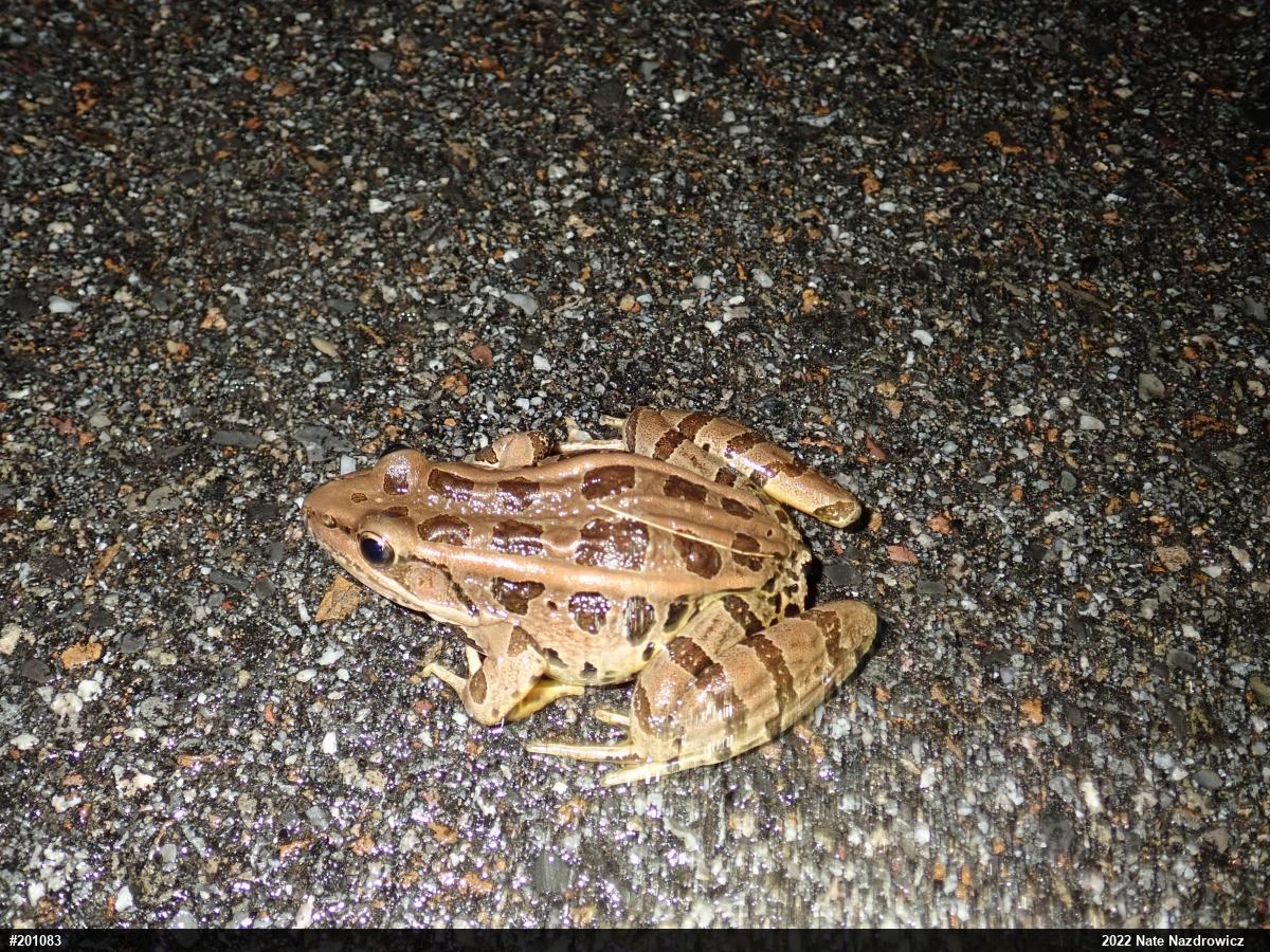Pickerel Frog