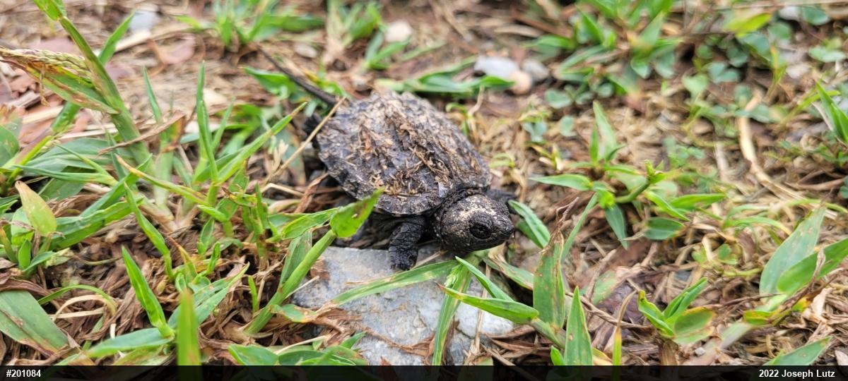 Snapping Turtle