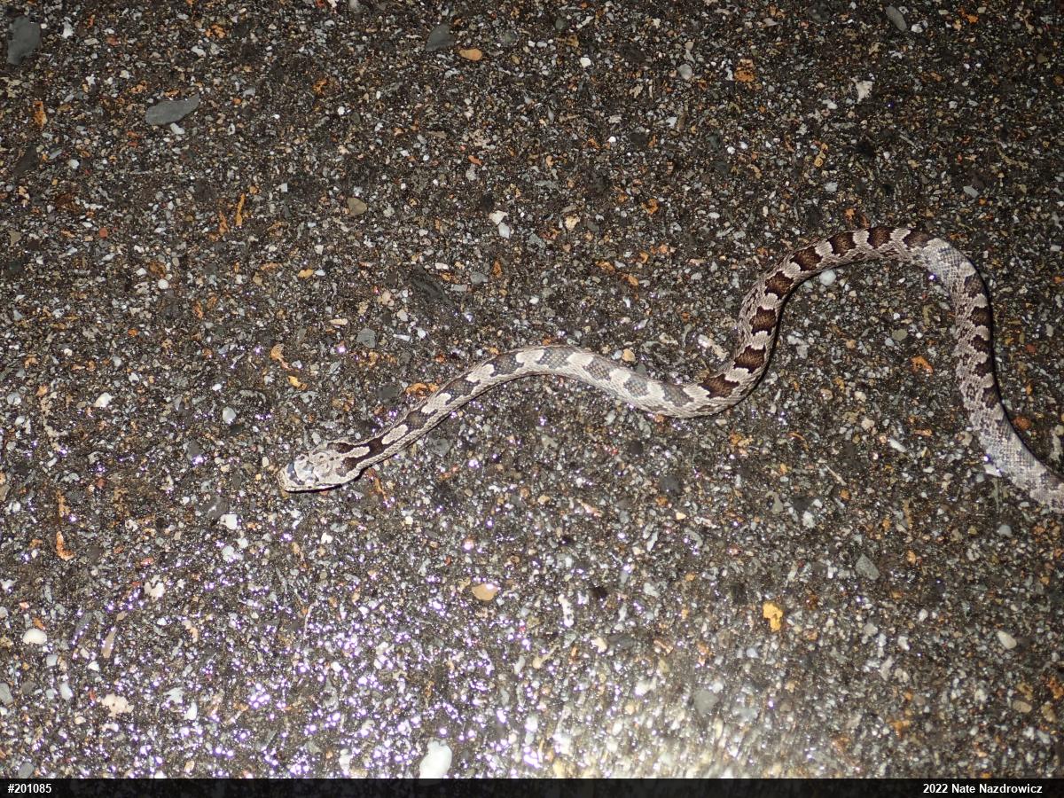 Eastern Ratsnake