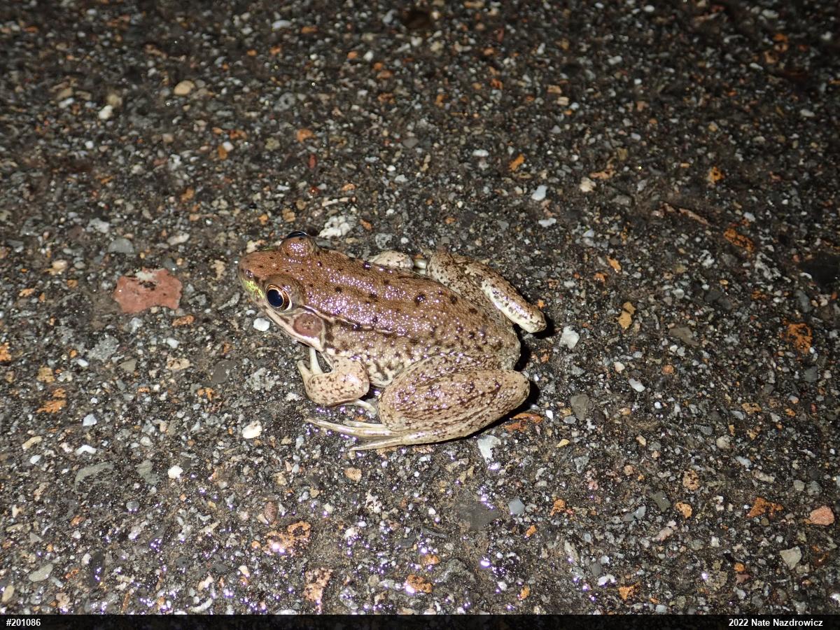 Green Frog