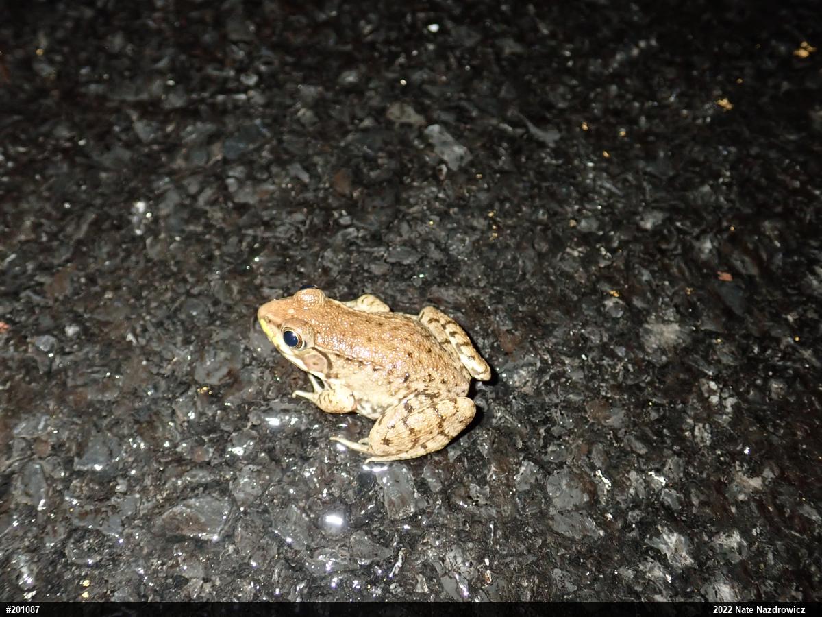 Green Frog
