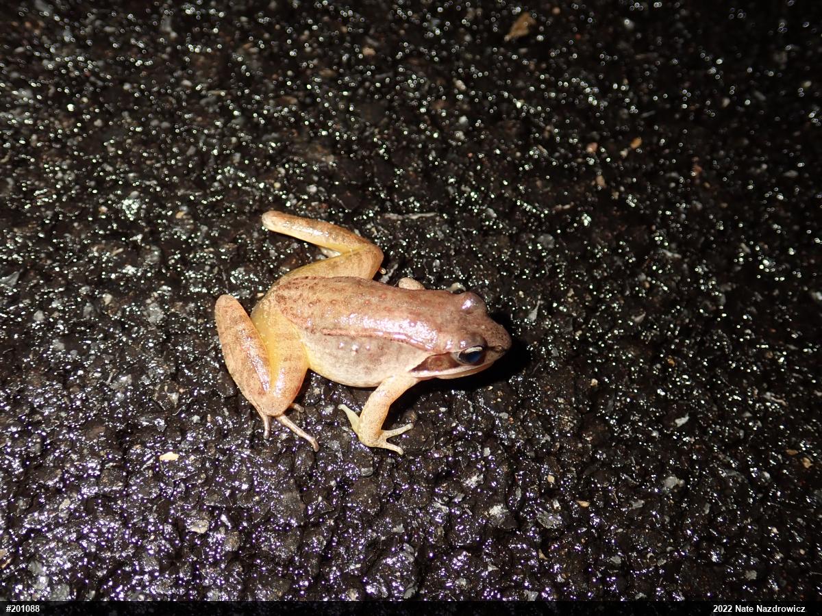 Wood Frog