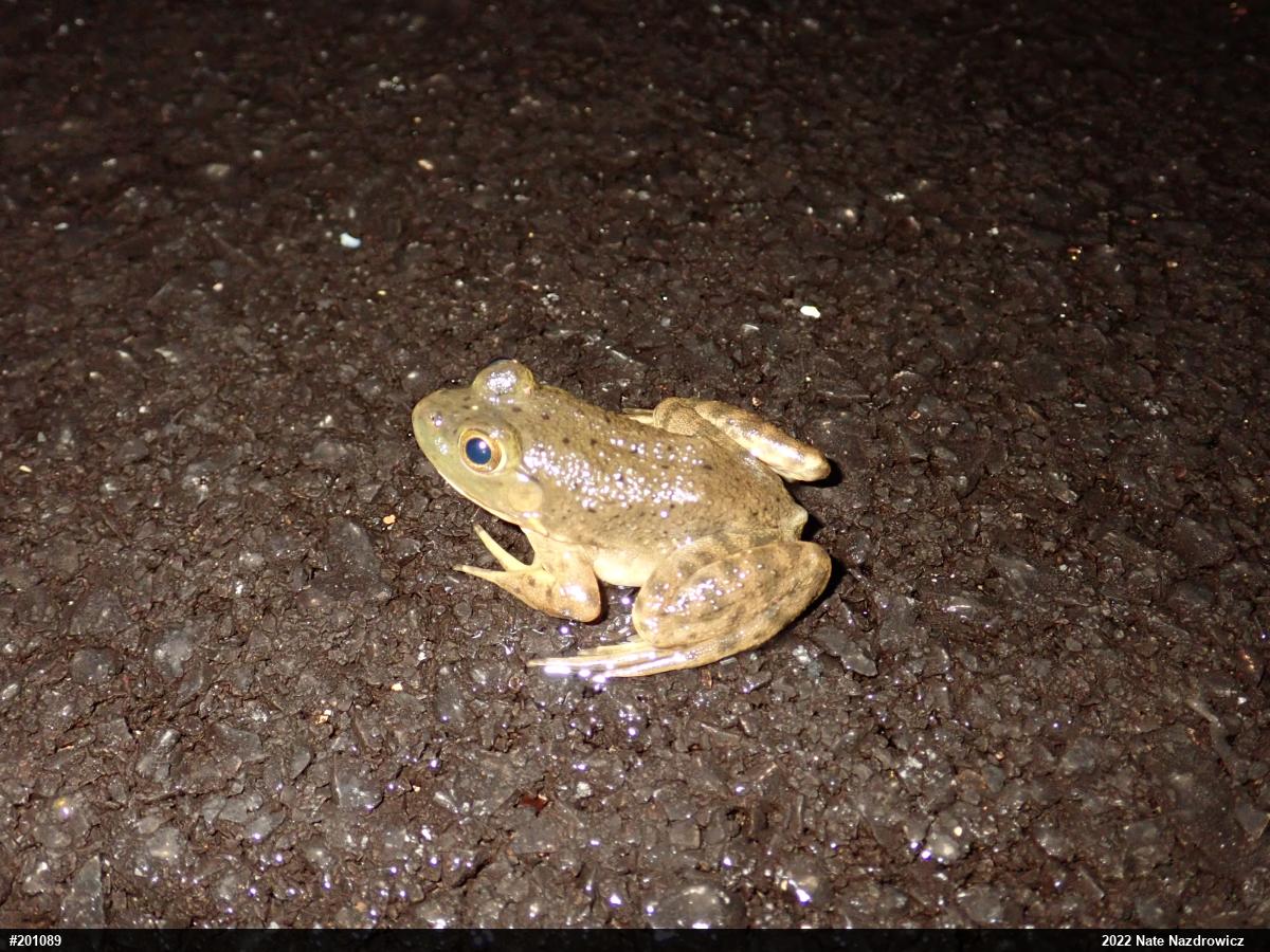 American Bullfrog