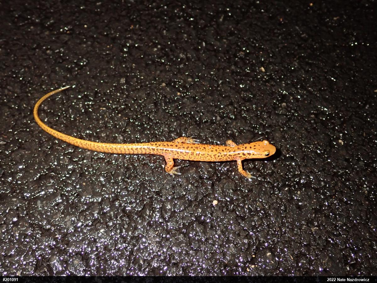 Eastern Long-tailed Salamander