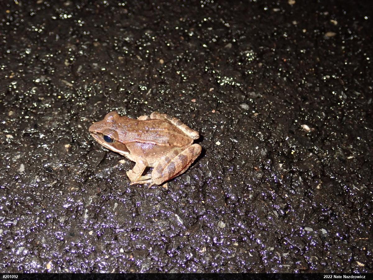 Wood Frog
