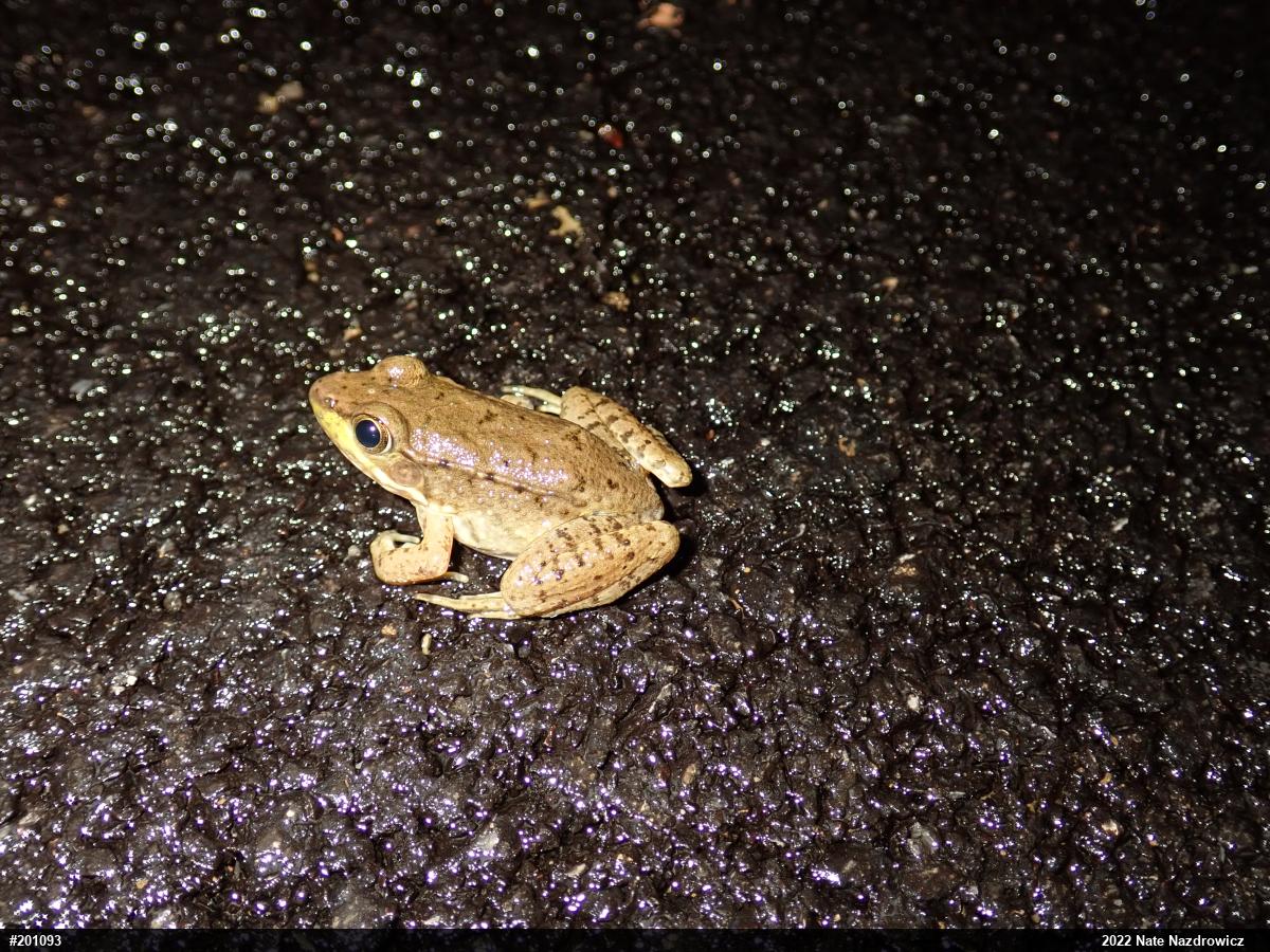 Green Frog