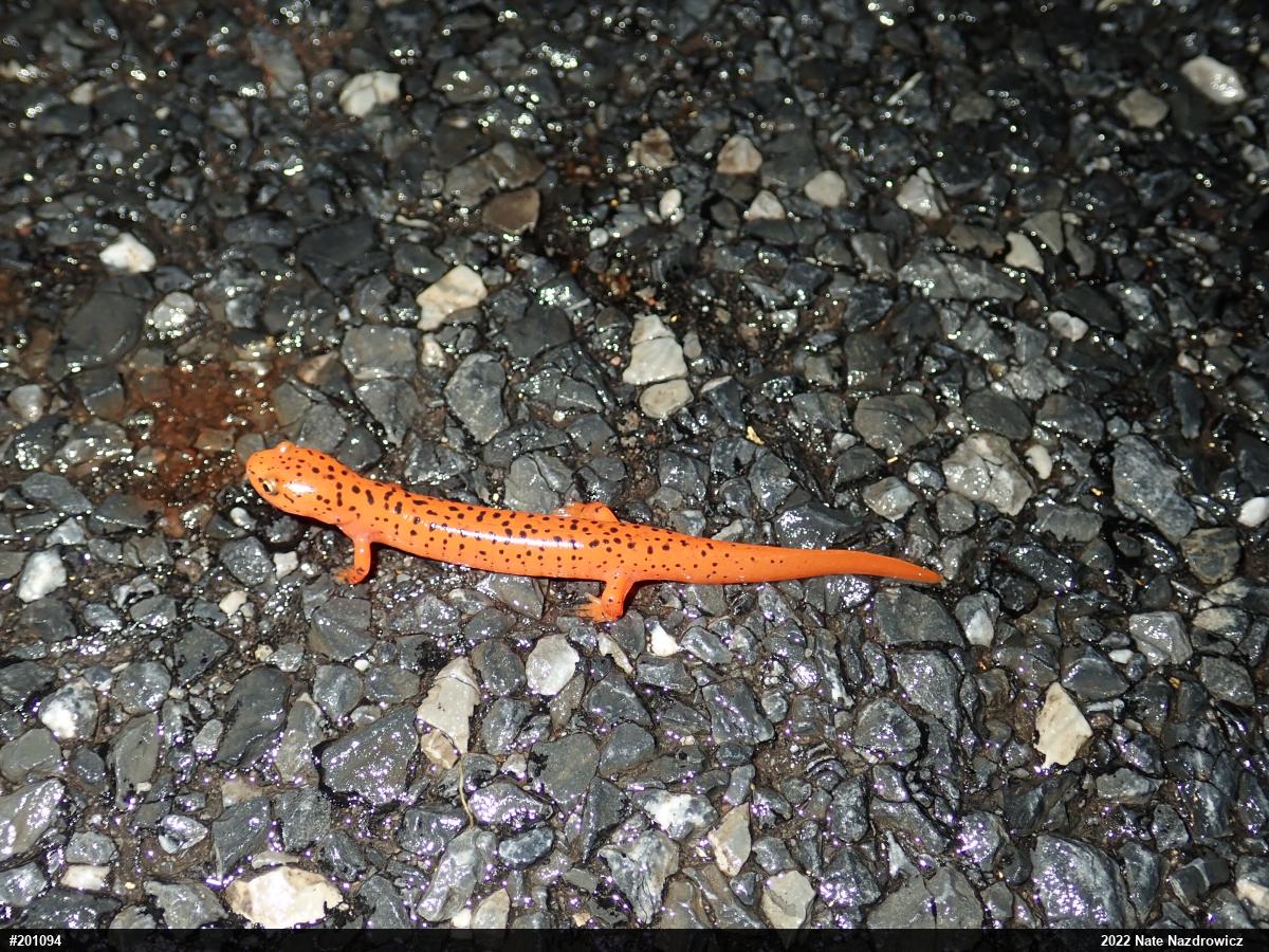 Northern Red Salamander