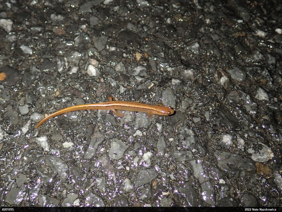 Northern Two-lined Salamander
