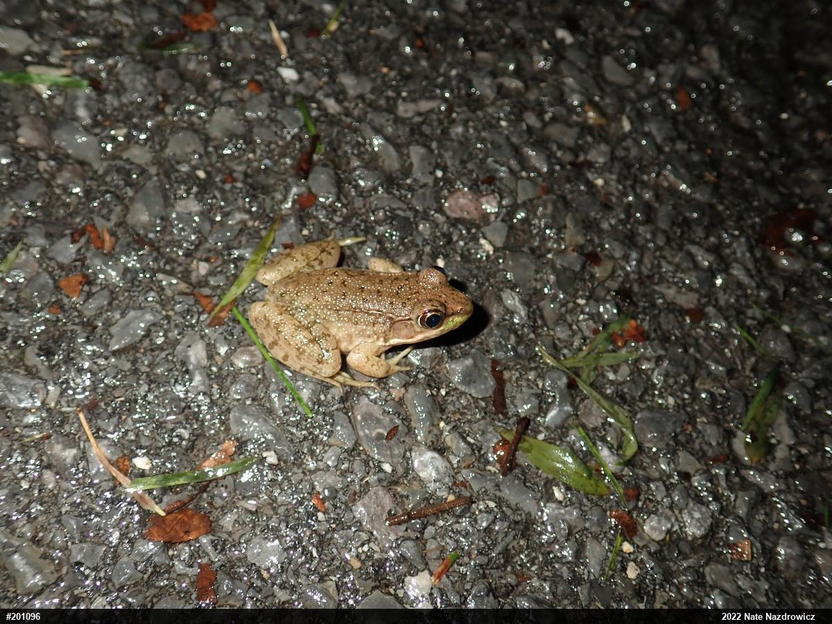 Green Frog