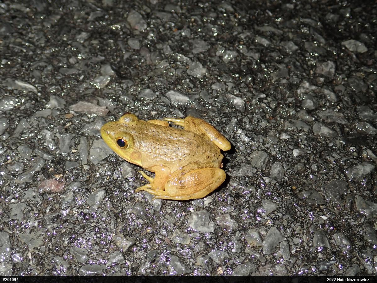 American Bullfrog