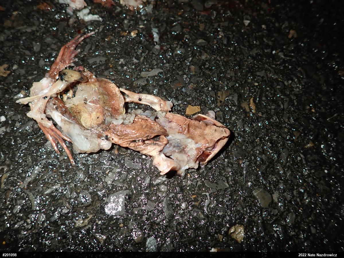 Wood Frog
