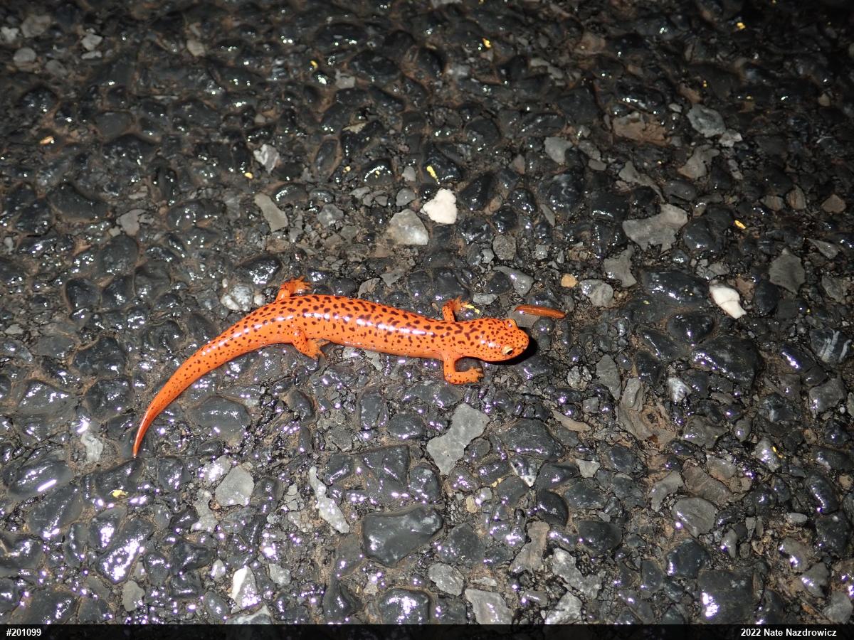 Northern Red Salamander
