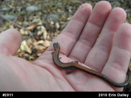 Eastern Red-backed  Salamander