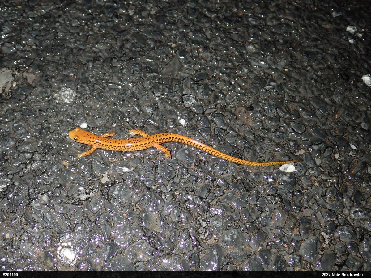 Eastern Long-tailed Salamander