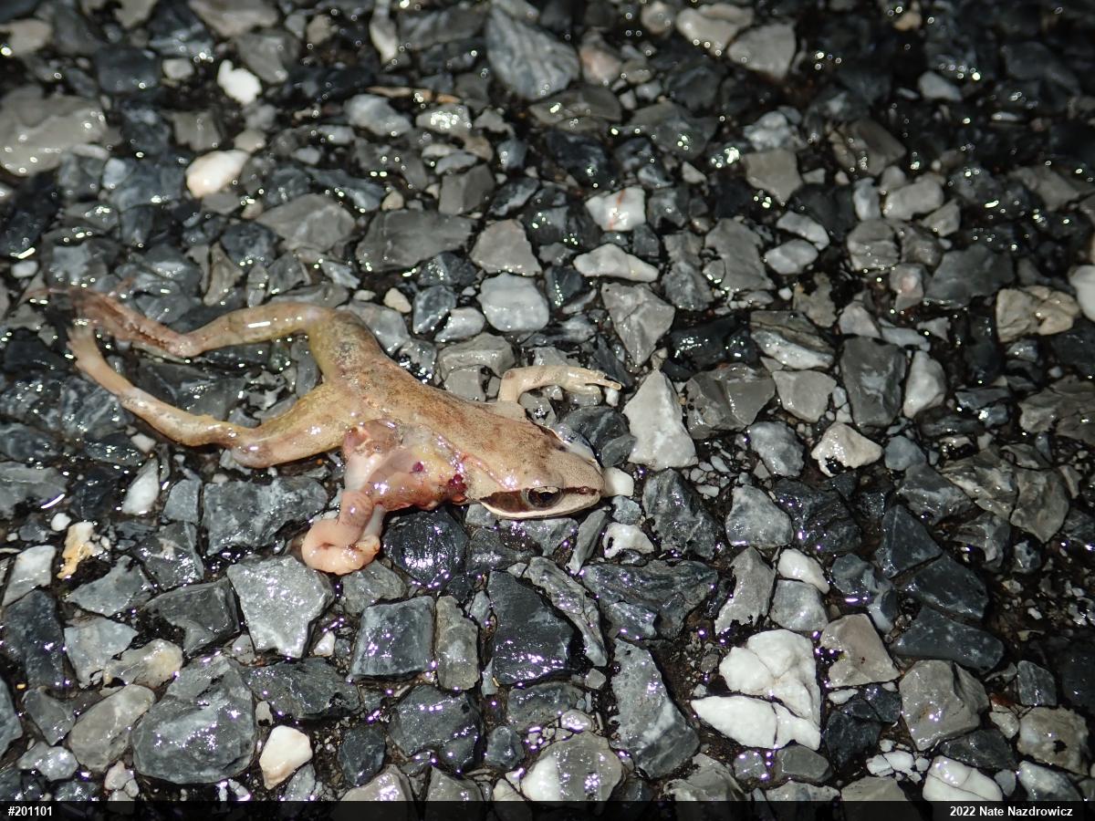 Wood Frog