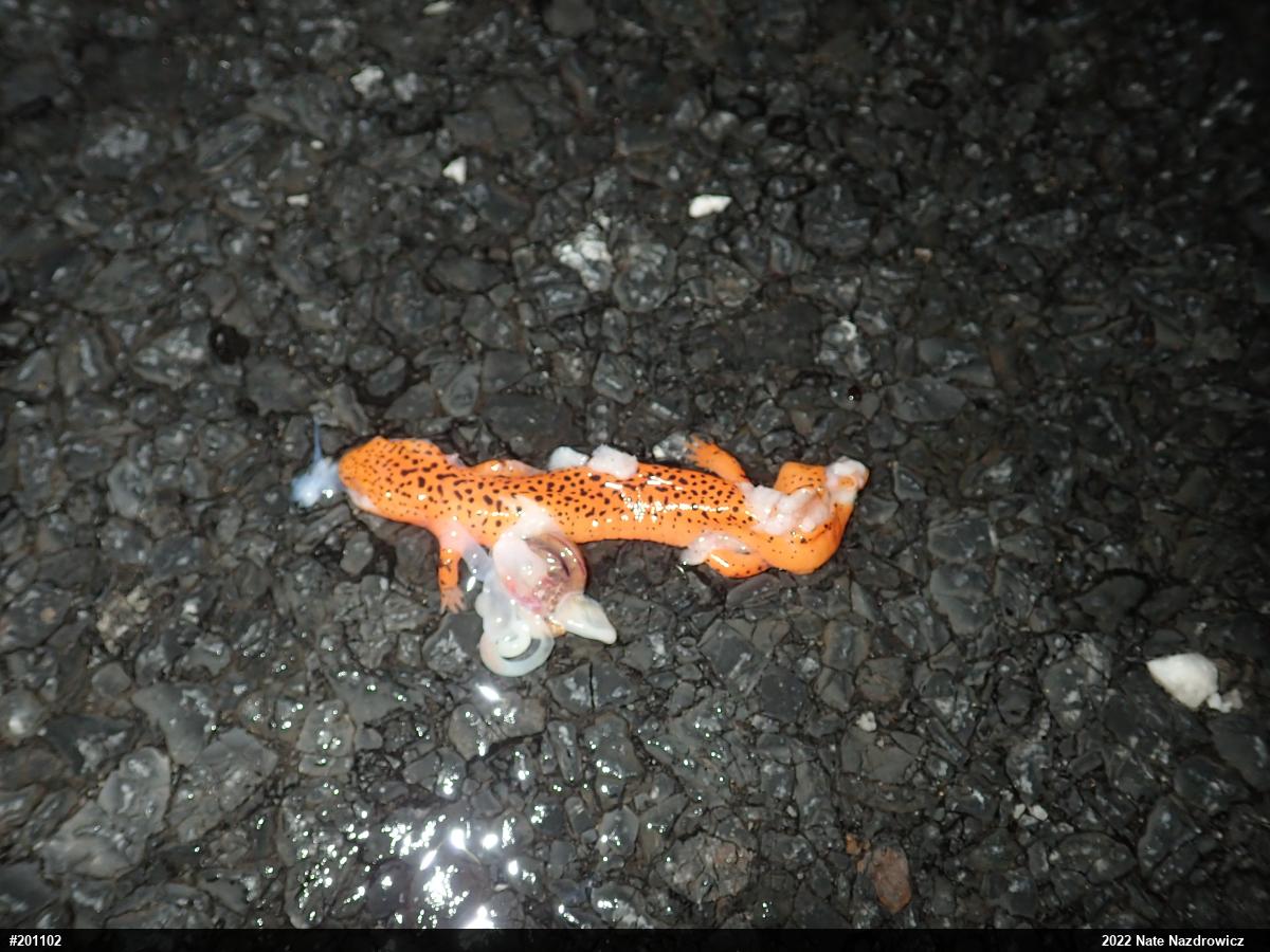 Northern Red Salamander