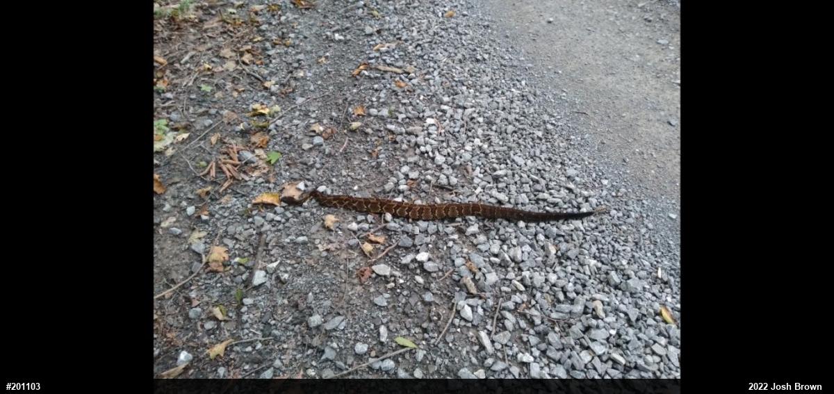 Timber Rattlesnake