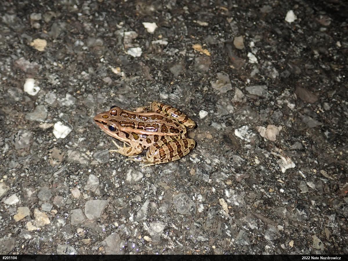 Pickerel Frog