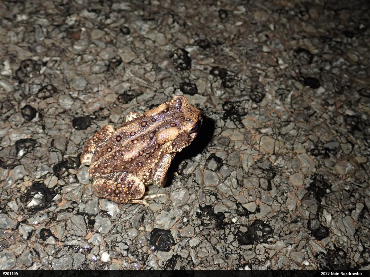 Eastern American Toad