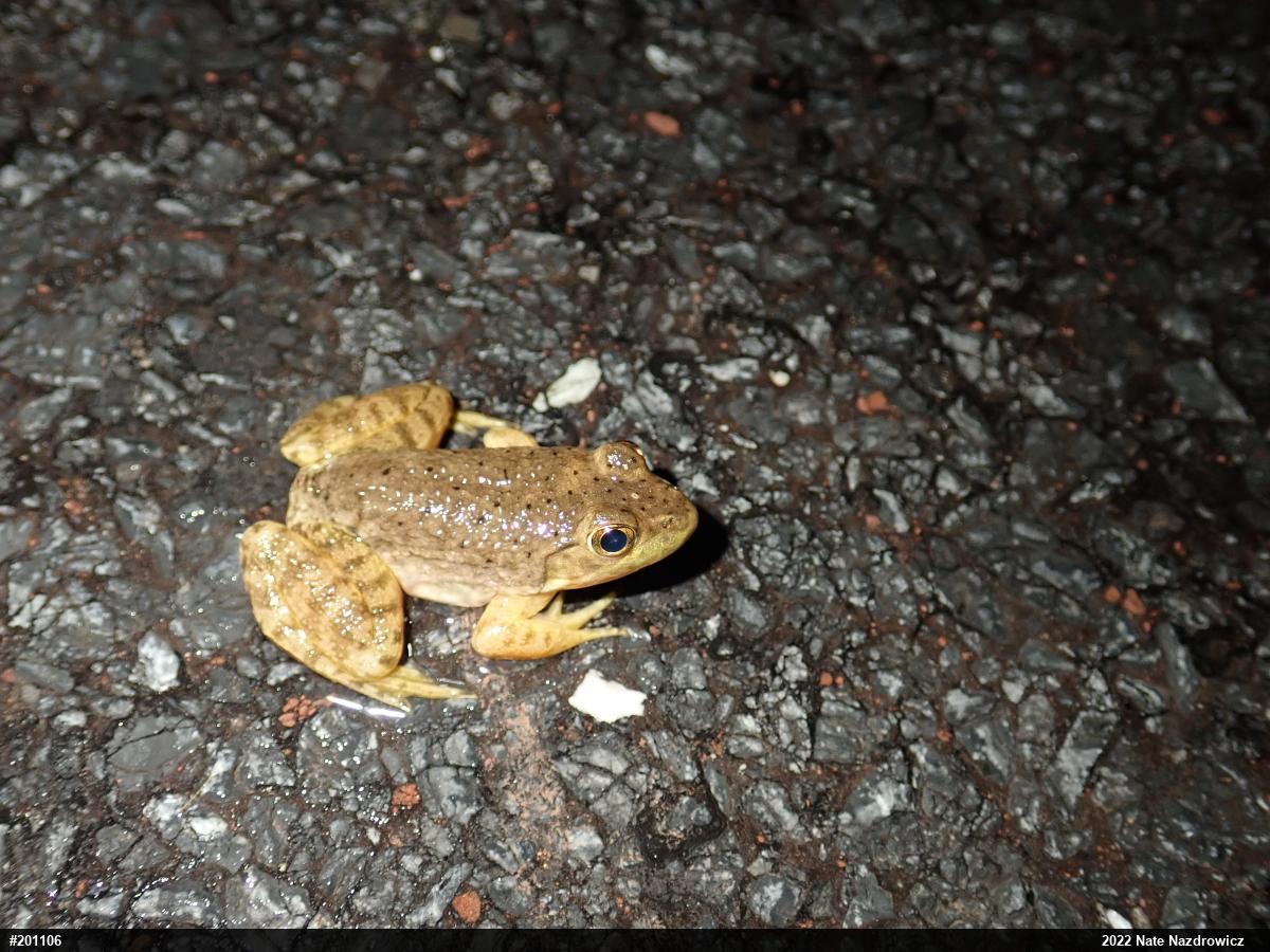 American Bullfrog