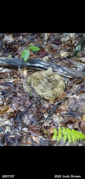 Timber Rattlesnake