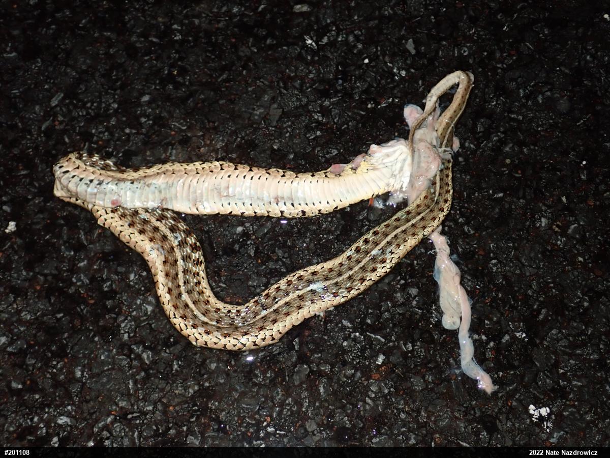 Eastern Gartersnake