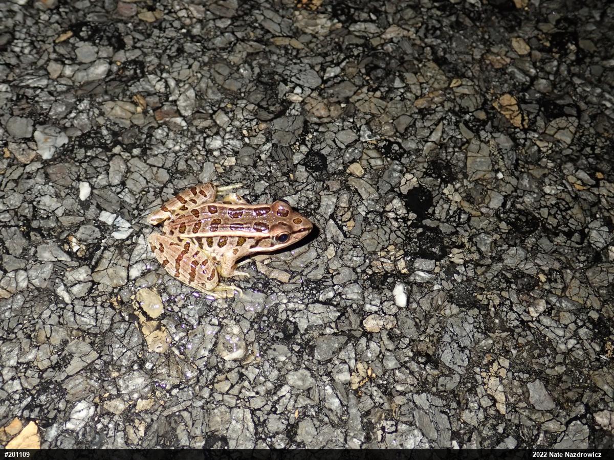 Pickerel Frog