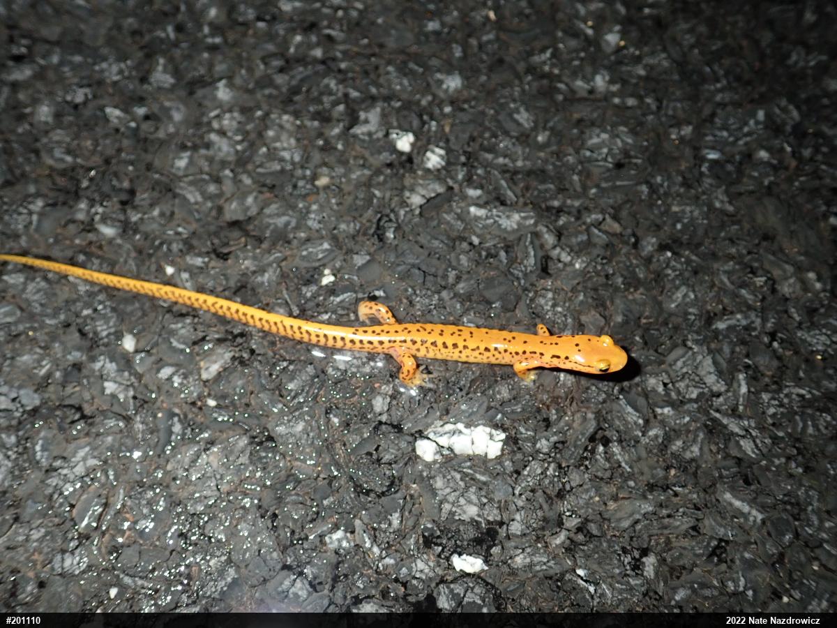 Eastern Long-tailed Salamander