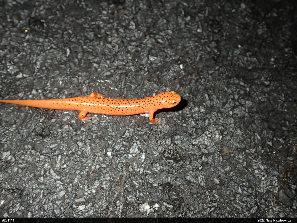 Northern Red Salamander