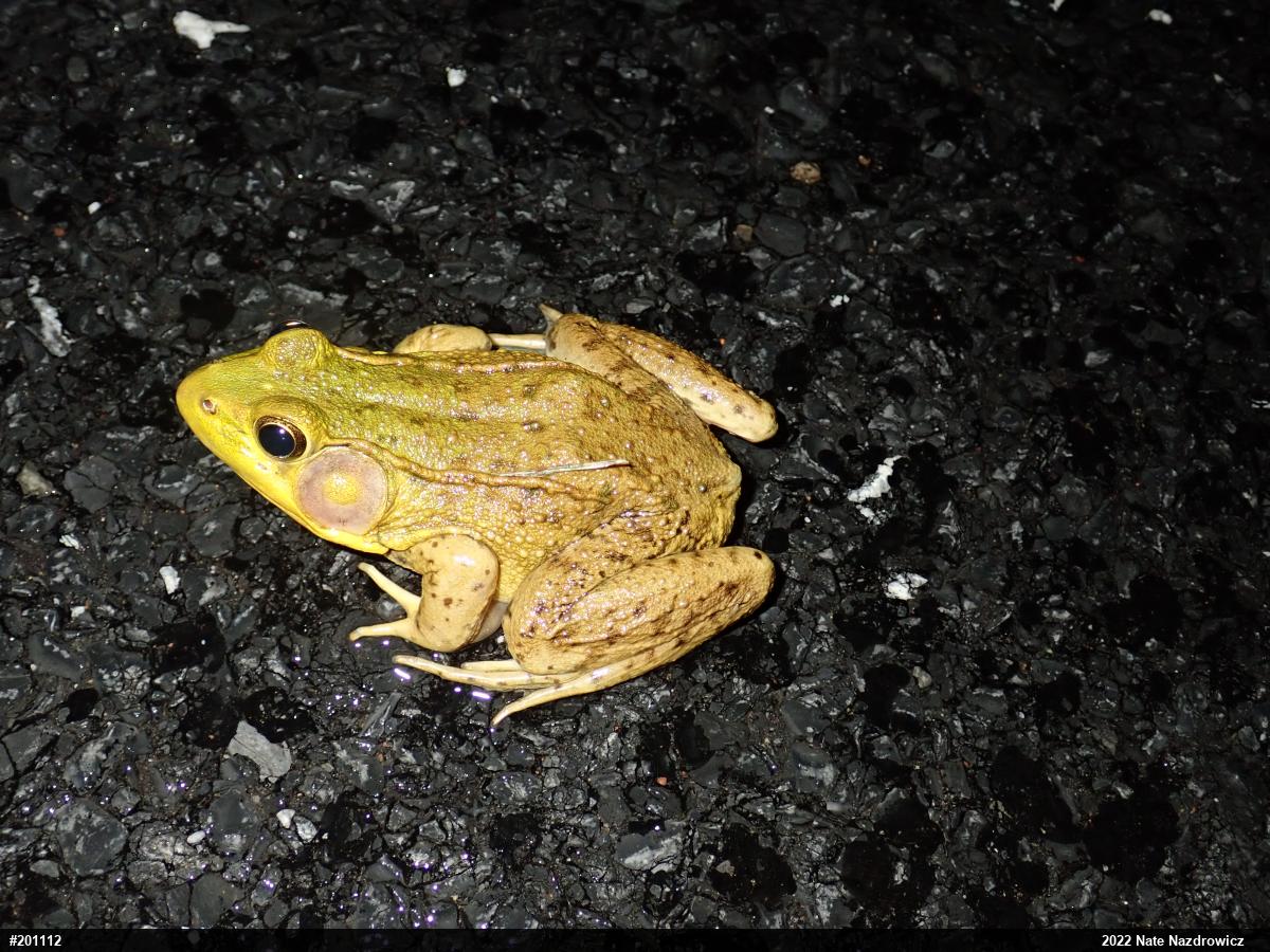 Green Frog
