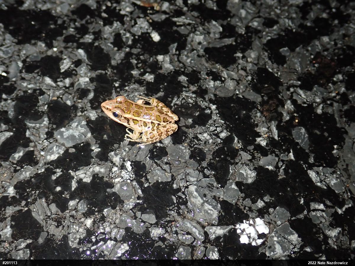 Pickerel Frog