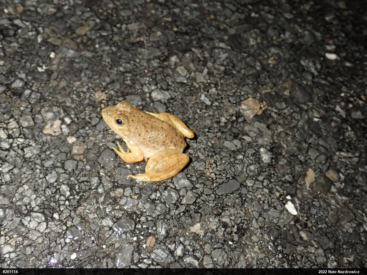 American Bullfrog