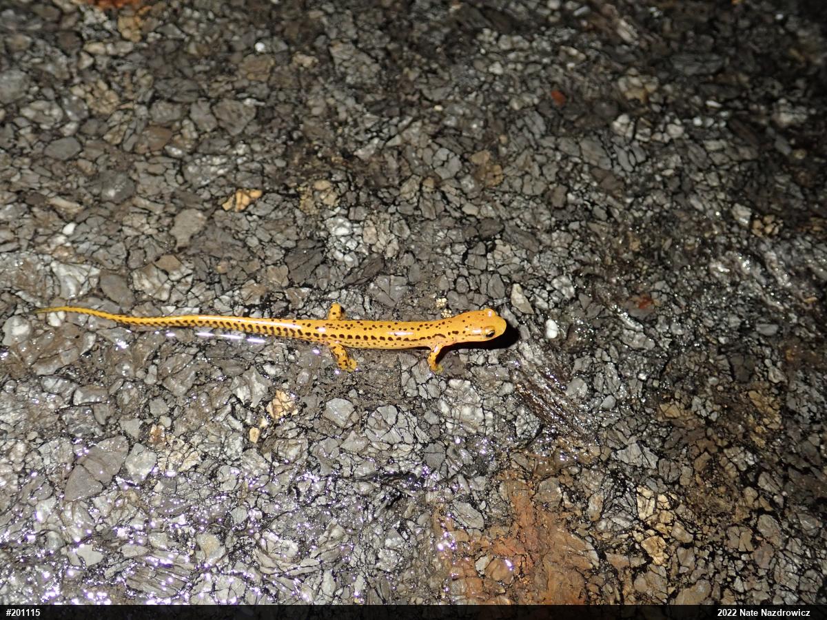 Eastern Long-tailed Salamander