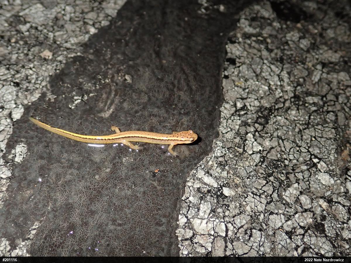 Northern Two-lined Salamander