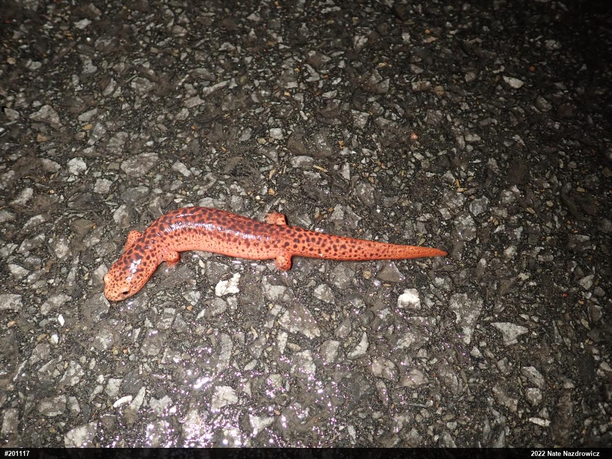 Northern Red Salamander