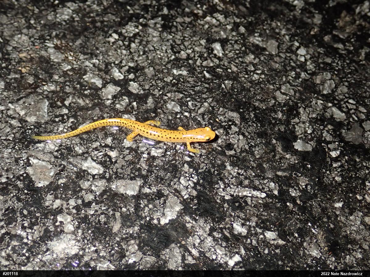 Eastern Long-tailed Salamander
