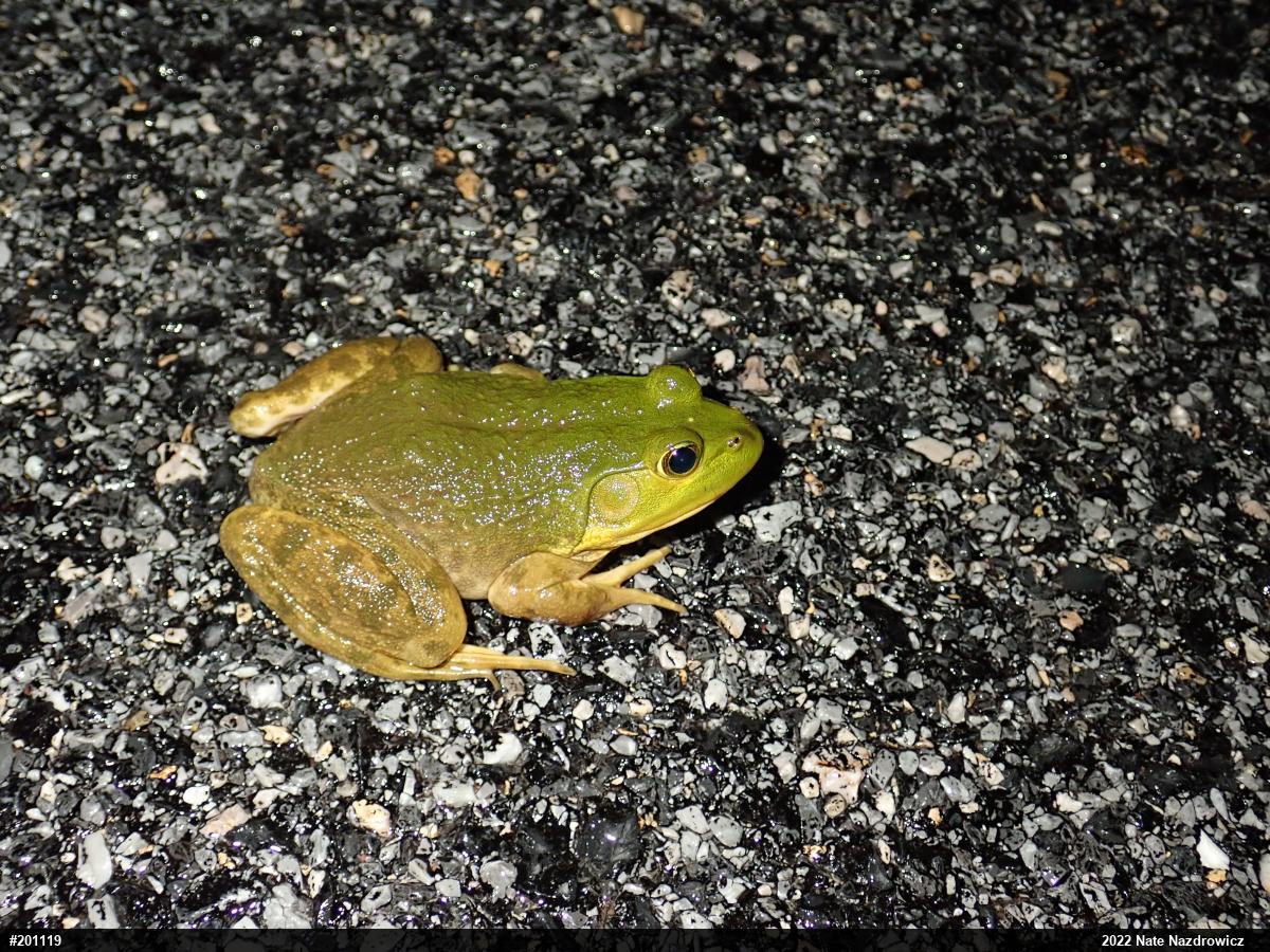 American Bullfrog