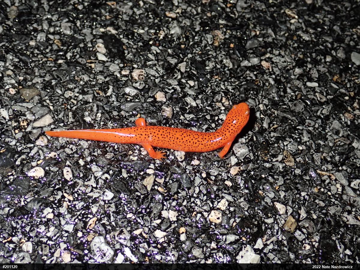 Northern Red Salamander