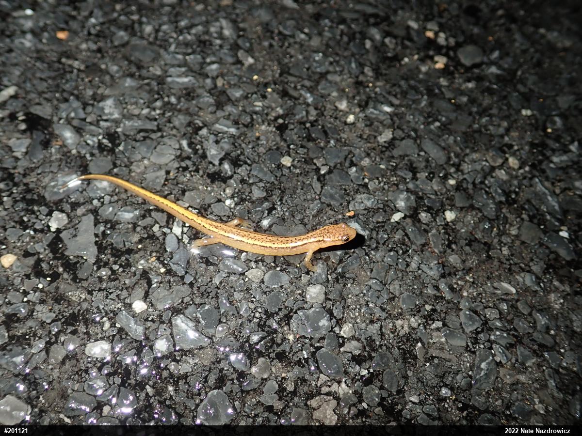 Northern Two-lined Salamander