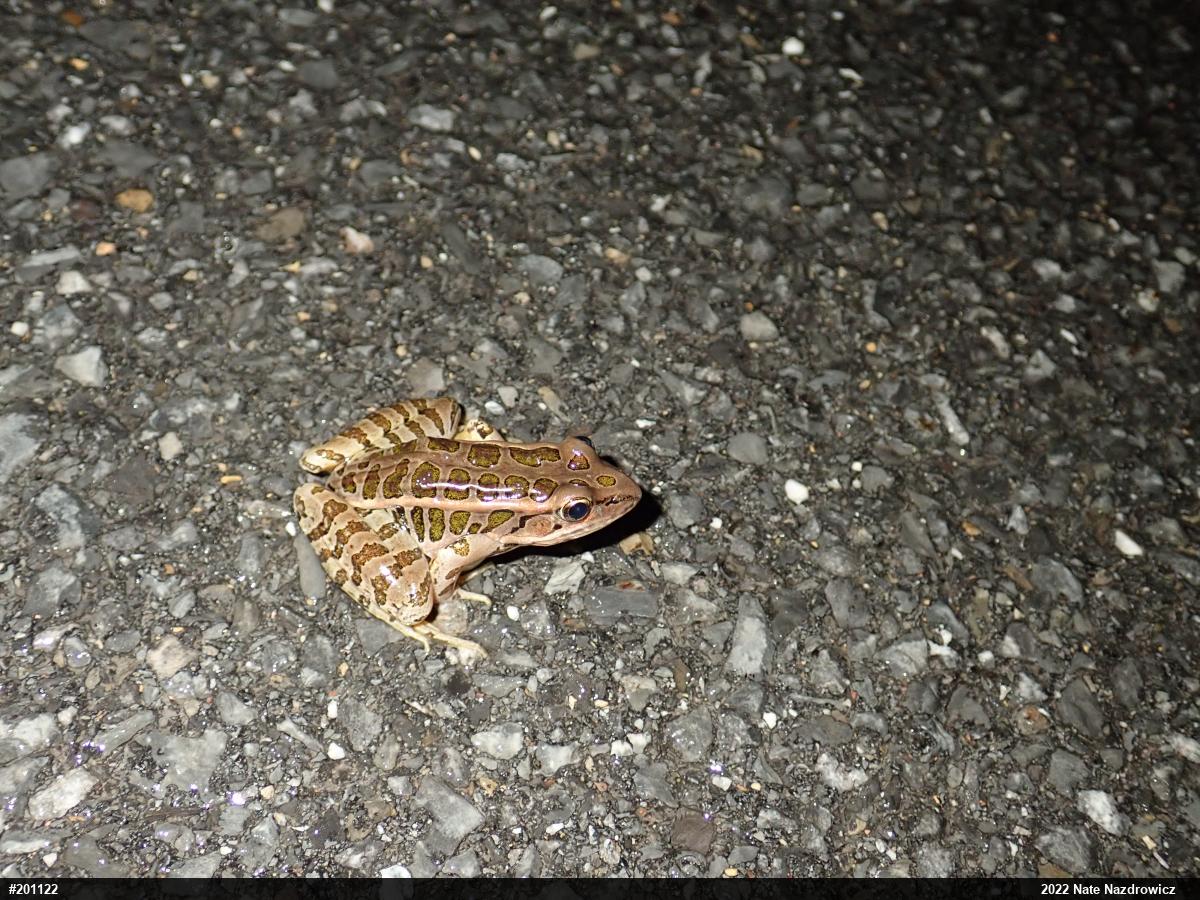 Pickerel Frog