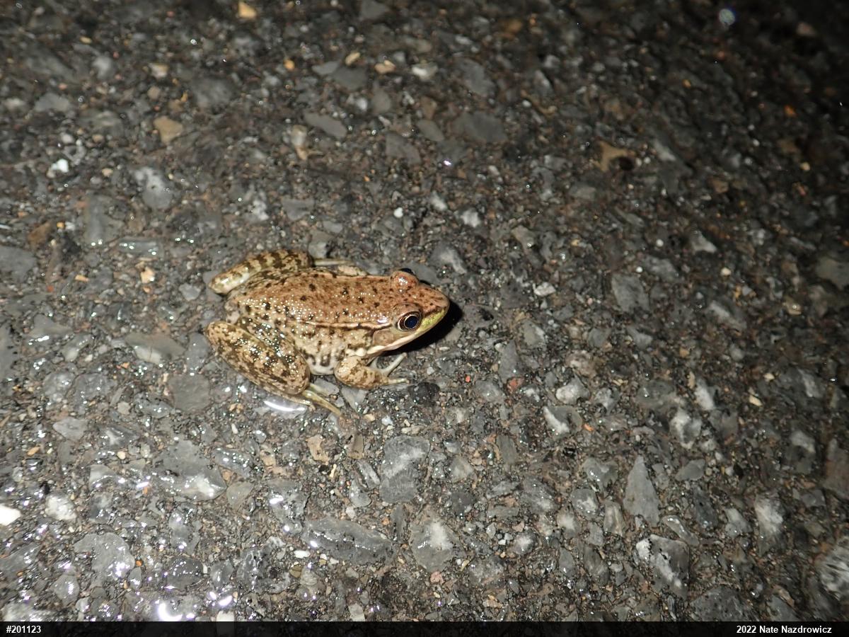 Green Frog