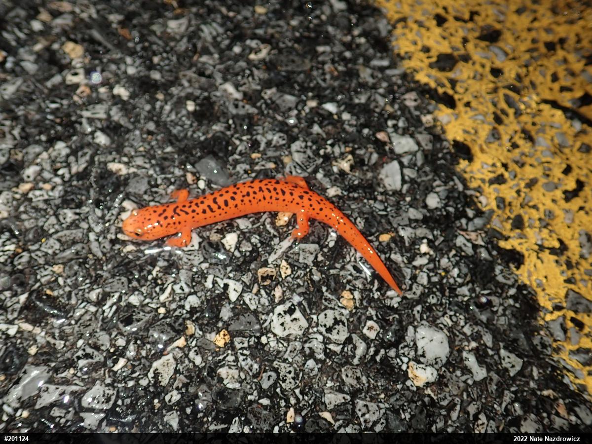 Northern Red Salamander