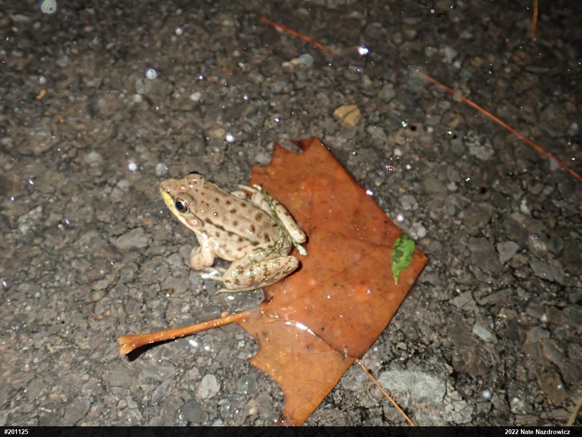 Green Frog