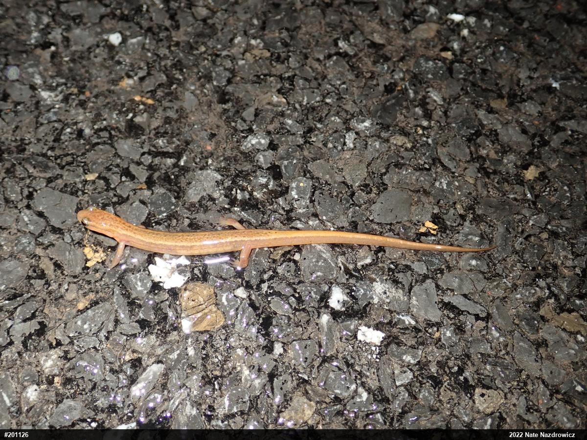 Northern Two-lined Salamander
