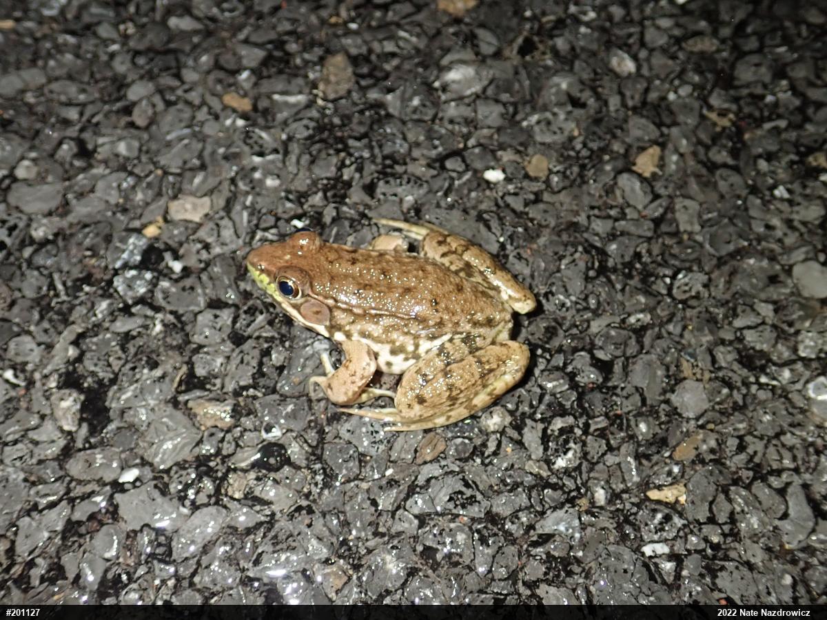 Green Frog